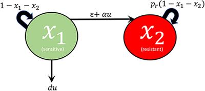 Mathematical Details on a Cancer Resistance Model